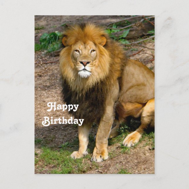 Wildlife African Lion Sitting Foto Geburtstag Postkarte (Vorderseite)