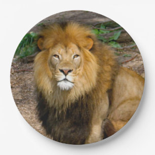 Wildlife African Lion Sitting Foto Pappteller