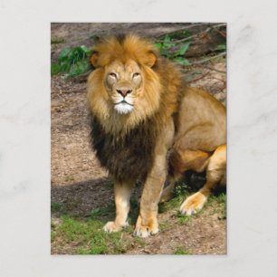 Wildlife African Lion Sitting Foto Postkarte
