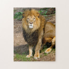 Wildlife African Lion Sitting Foto Puzzle