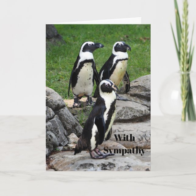 Wildlife African Penguin Foto Beileid Karte (Vorderseite)
