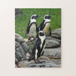 Wildlife African Penguin Foto Puzzle