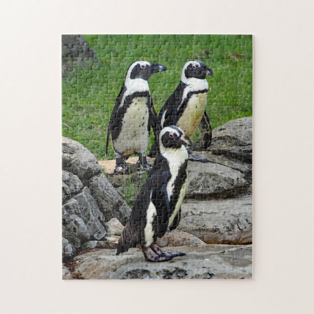 Wildlife African Penguin Foto Puzzle (Vertikal)