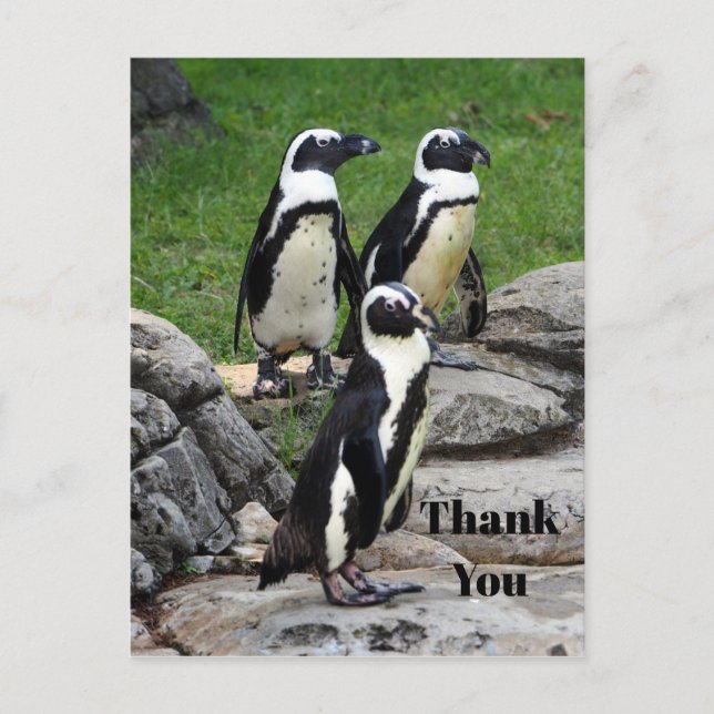 Wildlife African Penguin Foto Vielen Dank Postkarte (Vorderseite)