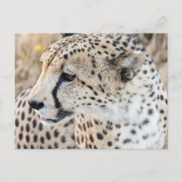 Wildlife Animal Cheetah Face Postkarte