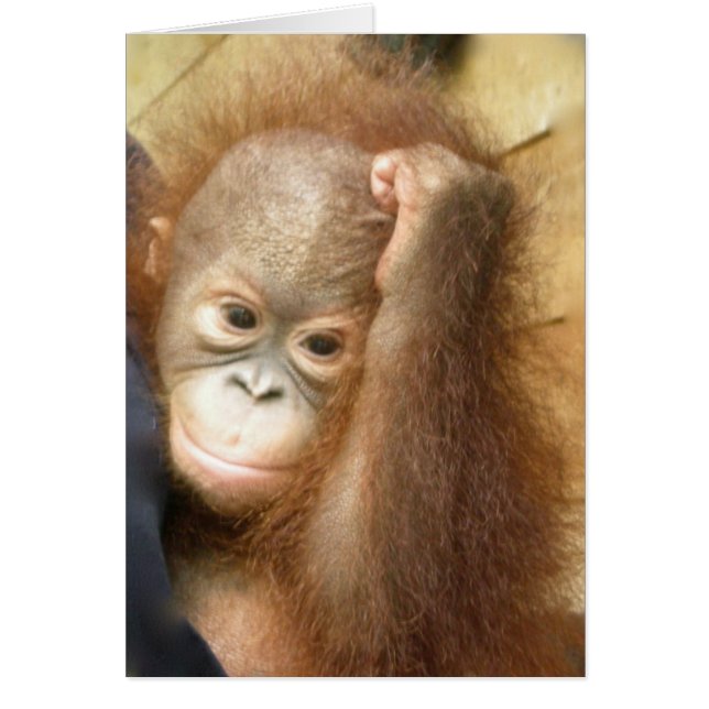 Wildlife Baby Orangutan (Version 2) (Vorne)