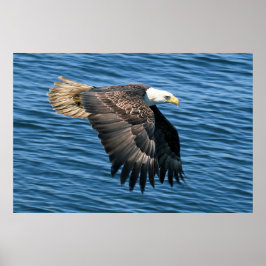 Wildlife Bald Eagle Foto Poster