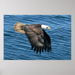Wildlife Bald Eagle Foto Poster