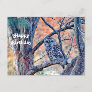 Wildlife Barred Owl Tree Foto Geburtstag Postkarte