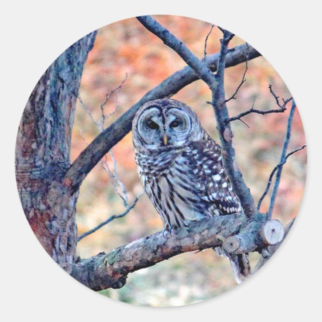 Wildlife Barred Owl Tree Foto Runder Aufkleber (Vorderseite)