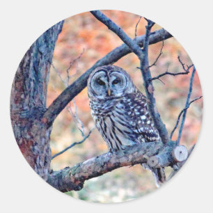 Wildlife Barred Owl Tree Foto Runder Aufkleber