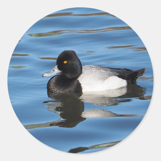 Wildlife Black and White Duck Scaup Foto Runder Aufkleber (Vorderseite)