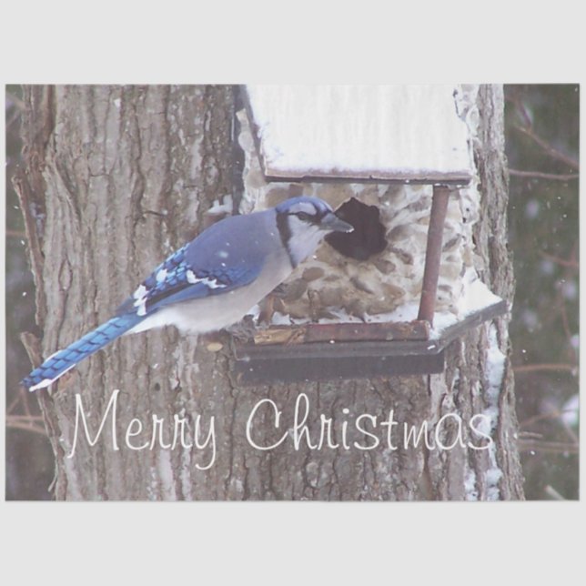 Wildlife Blue Jay Weihnachtsgrüße Thema Seidenpapier (Vorderseite)