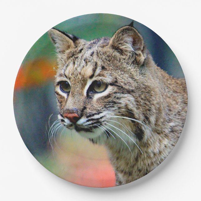 Wildlife Bobcat Foto Pappteller (Vorderseite)