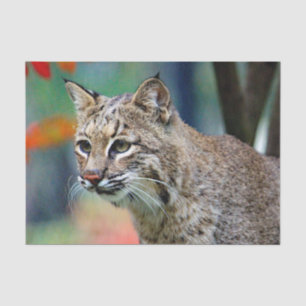 Wildlife Bobcat Foto Seidenpapier