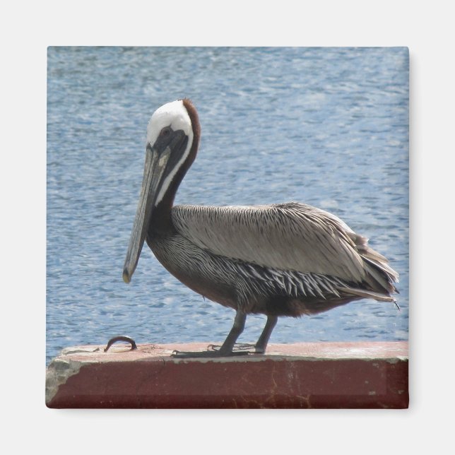 Wildlife Brown Pelican Water Foto Magnet (Vorne)