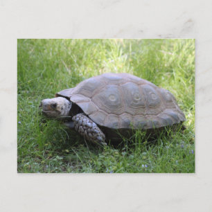 Wildlife Brown Tortoise Foto Postkarte