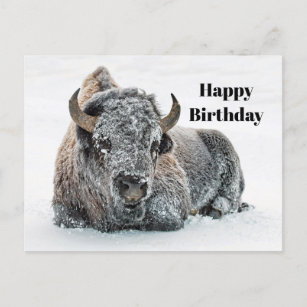 Wildlife Buffalo Schnee Foto Geburtstag Postkarte