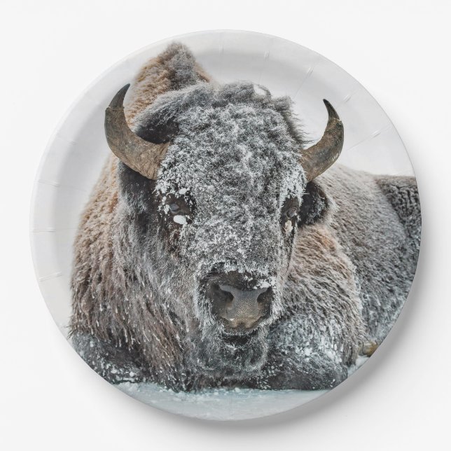Wildlife Buffalo Snow Foto Pappteller (Vorderseite)
