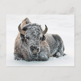 Wildlife Buffalo Snow Foto Postkarte