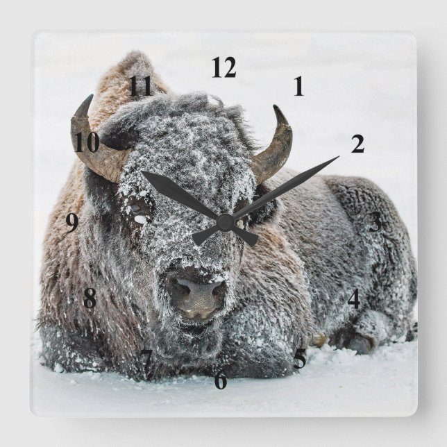 Wildlife Buffalo Snow Foto Quadratische Wanduhr (Vorderseite)