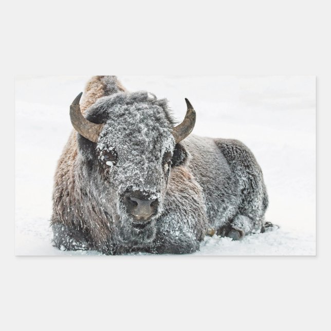 Wildlife Buffalo Snow Foto Rechteckiger Aufkleber (Vorderseite)