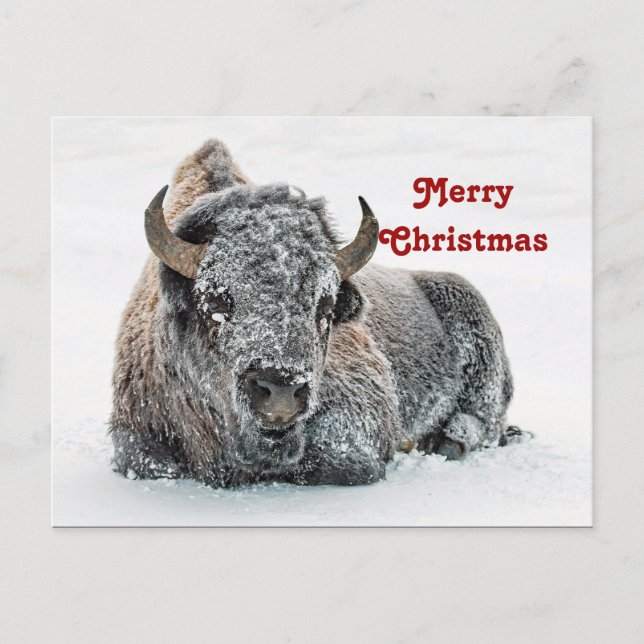 Wildlife Buffalo Snow Foto Weihnachten Postkarte (Vorderseite)