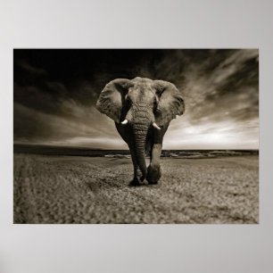 Wildlife Bull Elephant Foto Poster