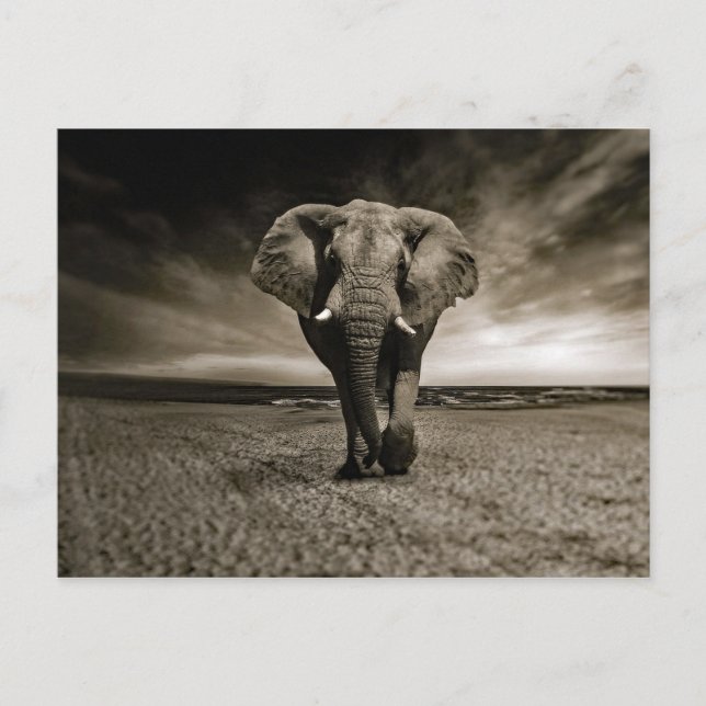 Wildlife Bull Elephant Foto Postkarte (Vorderseite)