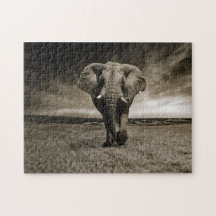 Wildlife Bull Elephant Foto