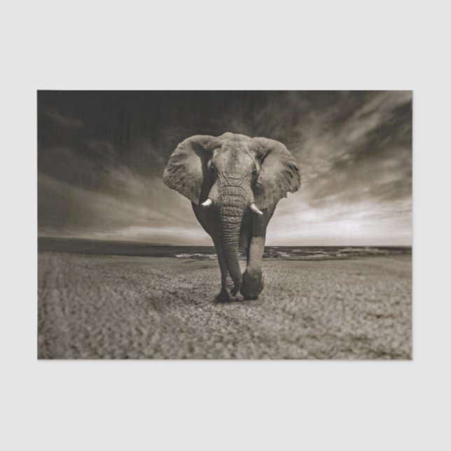 Wildlife Bull Elephant Foto Seidenpapier (Vorderseite)