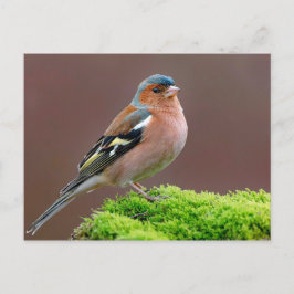 Wildlife Chaffinch Foto Postkarte