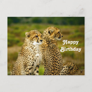 Wildlife Cheetah Foto Birthday Postkarte