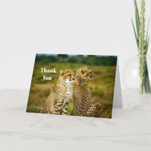 Wildlife Cheetah Foto Dankeskarte