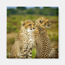 Wildlife Cheetah Foto
