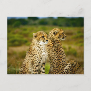 Wildlife Cheetah Foto Postkarte
