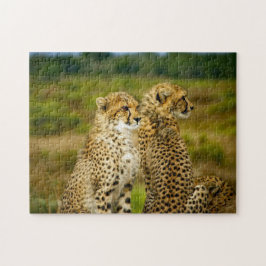 Wildlife Cheetah Foto Puzzle