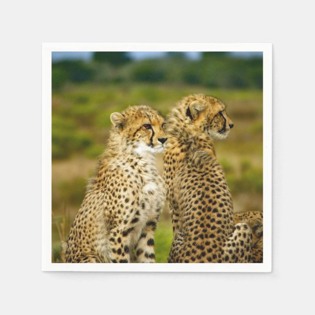 Wildlife Cheetah Foto Serviette (Vorderseite)