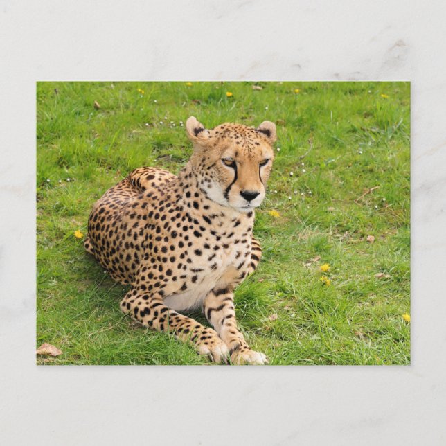 Wildlife Cheetah liegt herunter Postkarte (Vorderseite)