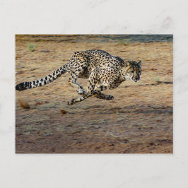 Wildlife Cheetah Running Foto Postkarte