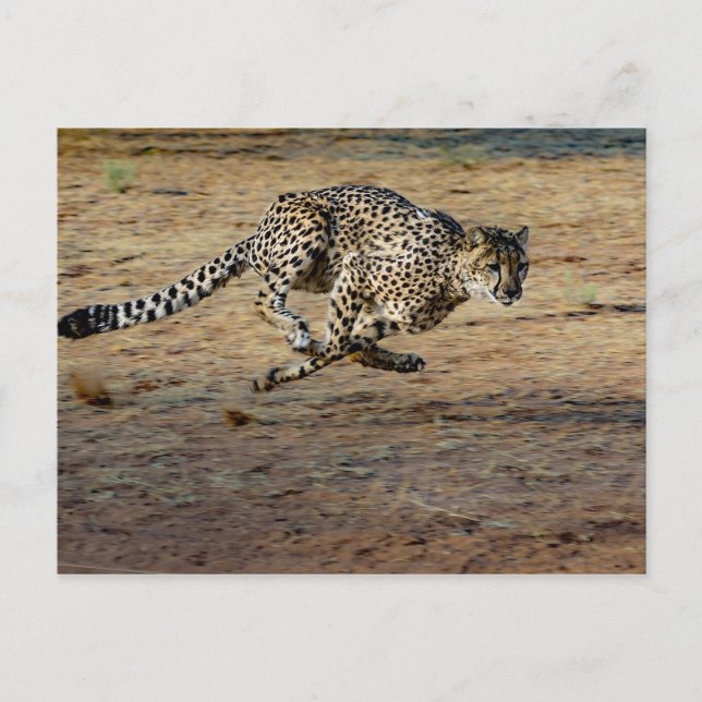 Wildlife Cheetah Running Foto Postkarte (Vorderseite)