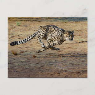 Wildlife Cheetah Running Foto Postkarte