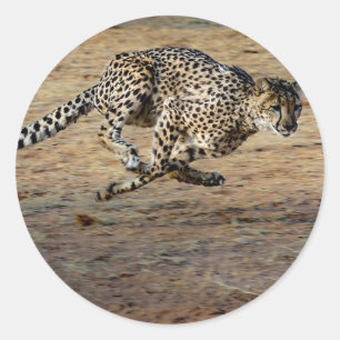 Wildlife Cheetah Running Foto Runder Aufkleber