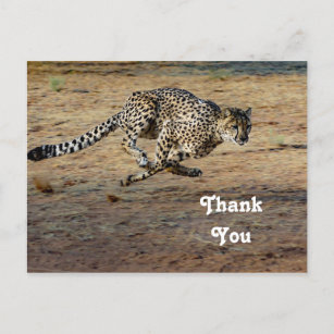 Wildlife Cheetah Running Foto Vielen Dank Postkarte