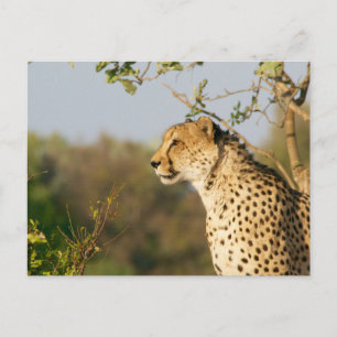 Wildlife Cheetah Side View Postkarte