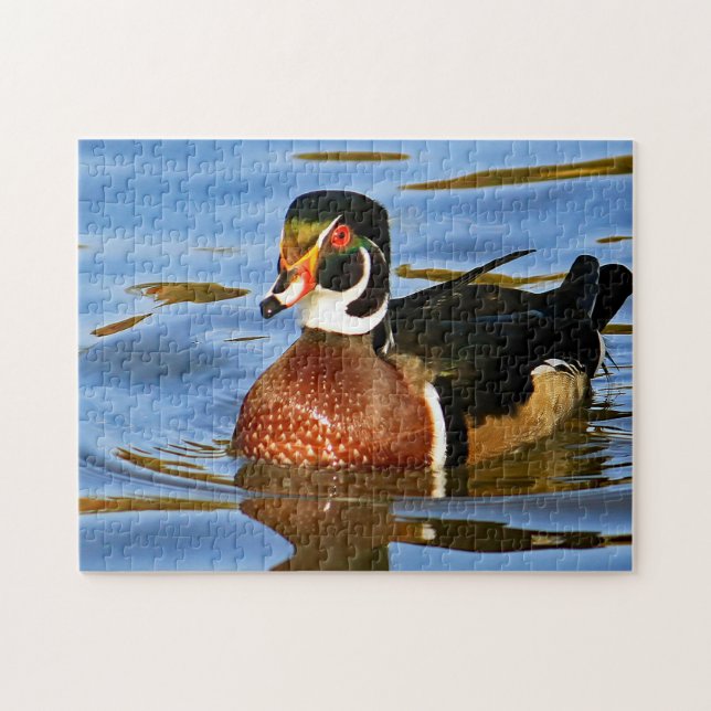 Wildlife Colorful Wood Duck Blue Water Foto Puzzle (Horizontal)