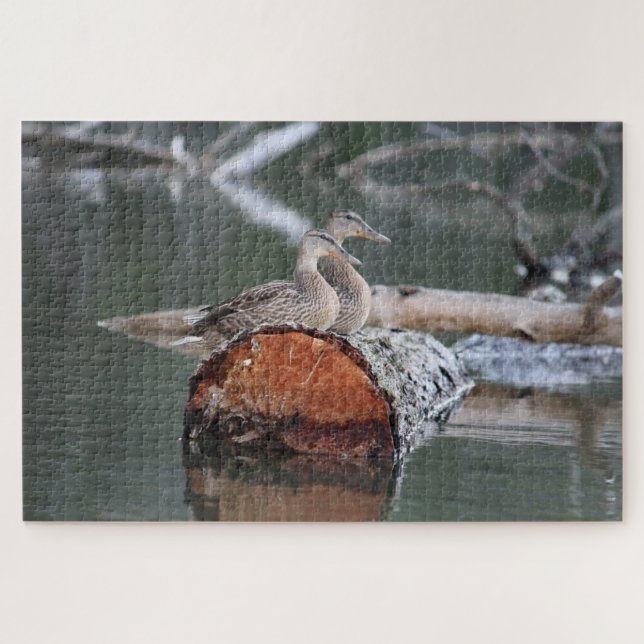 Wildlife Duck Fotograf Puzzle (Horizontal)