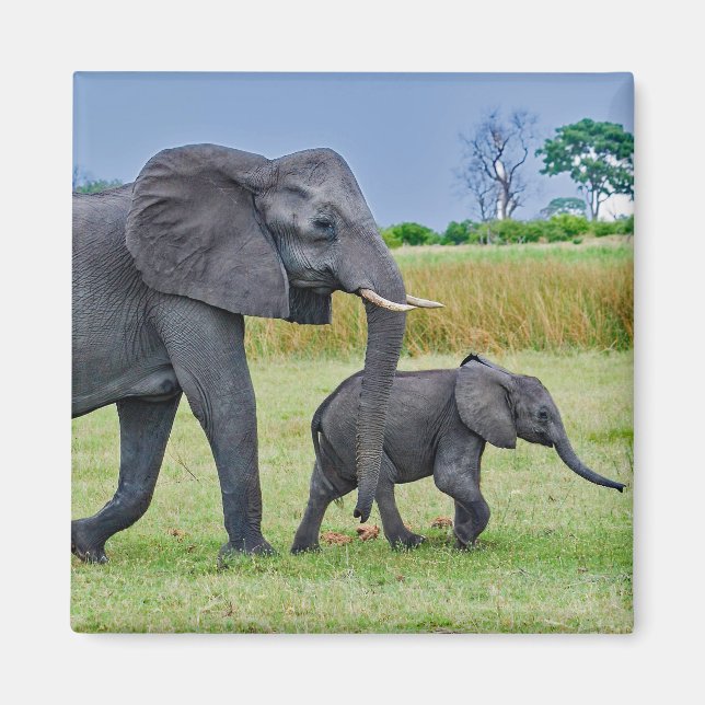 Wildlife Elephant Calf Foto Magnet (Vorne)
