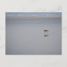 Wildlife Foto Ocean Nature Beach Bird Sandpiper Postkarte