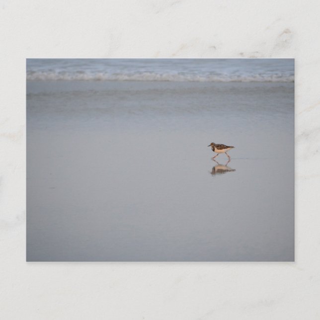Wildlife Foto Ocean Nature Beach Bird Sandpiper Postkarte (Vorderseite)